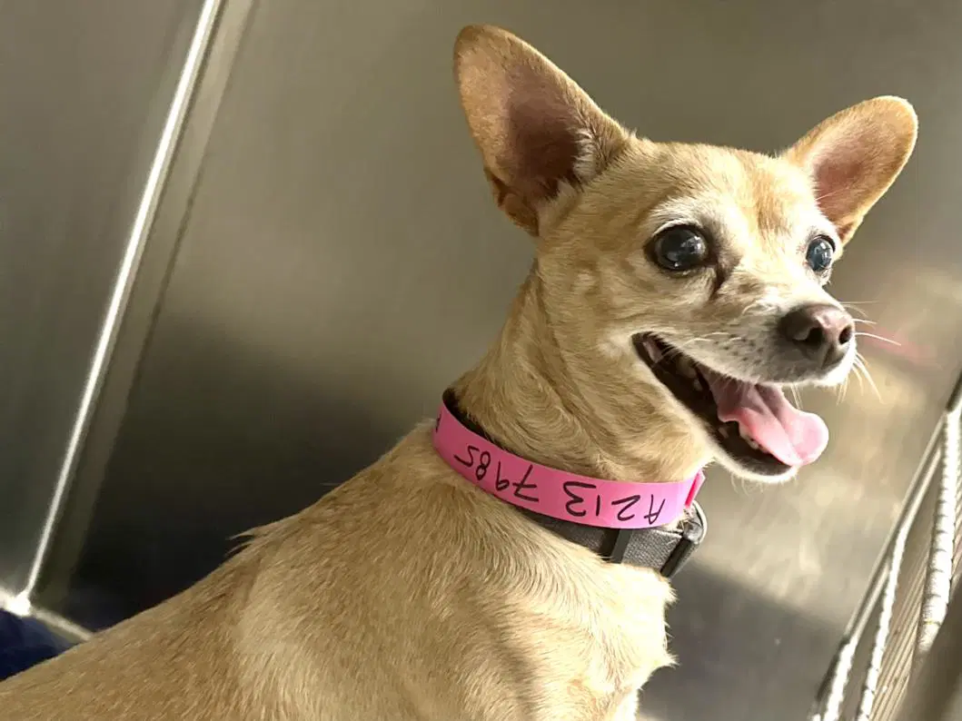 Petite - Chihuahua