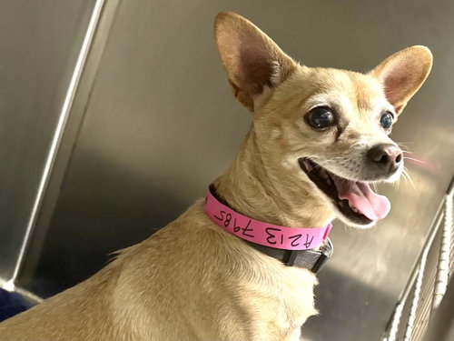 PETITE, a dog for adoption from West Los Angeles Animal Care and Control Center