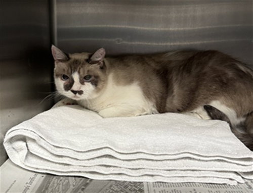 DUO DUO, a cat for adoption from West Los Angeles Animal Care and Control Center