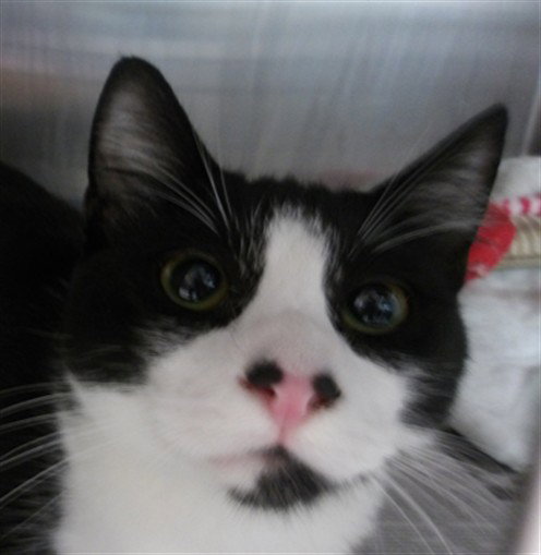 HUNTER, a cat for adoption from West Los Angeles Animal Care and Control Center