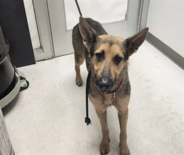 Kismet - German Shepherd Dog