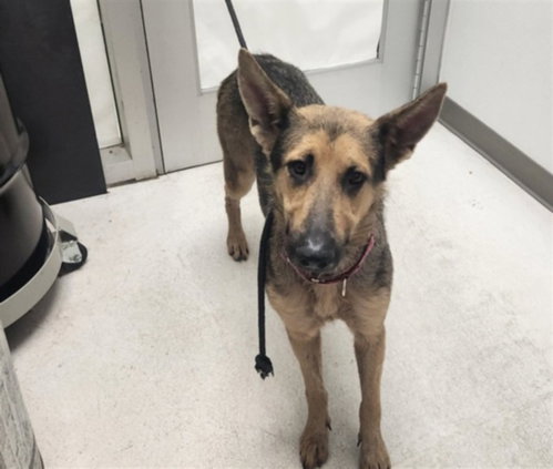 KISMET, a dog for adoption from West Los Angeles Animal Care and Control Center