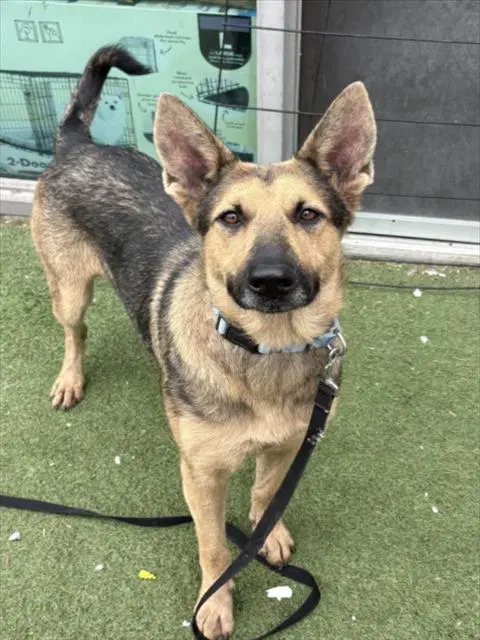 Kismet - German Shepherd Dog