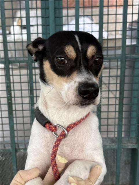 Guapo, Chihuahua (medium coat)