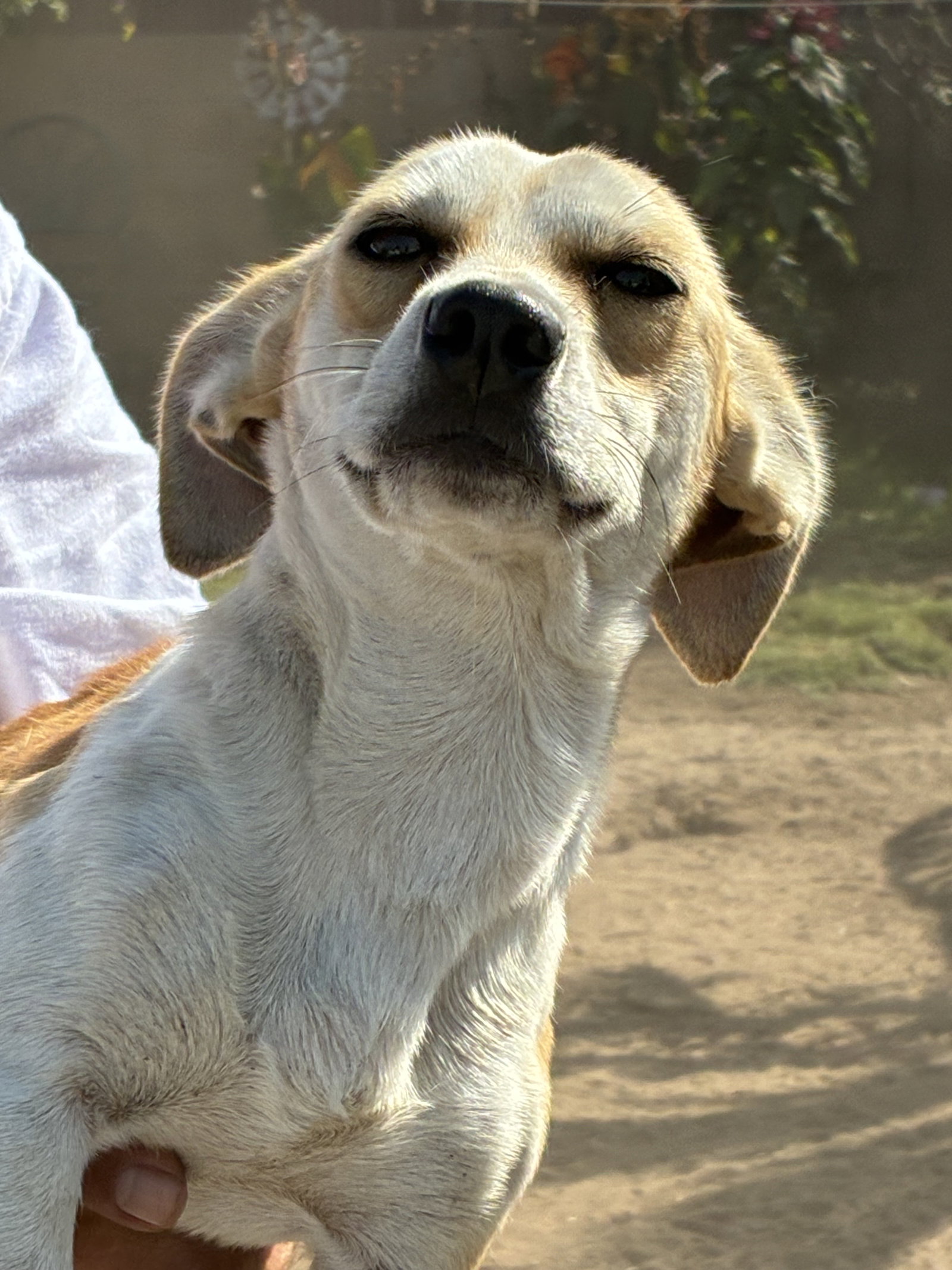 Mighty, Chihuahua