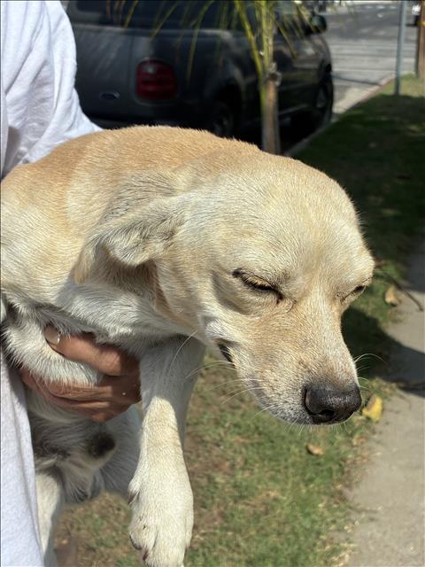 Chachi, Chihuahua