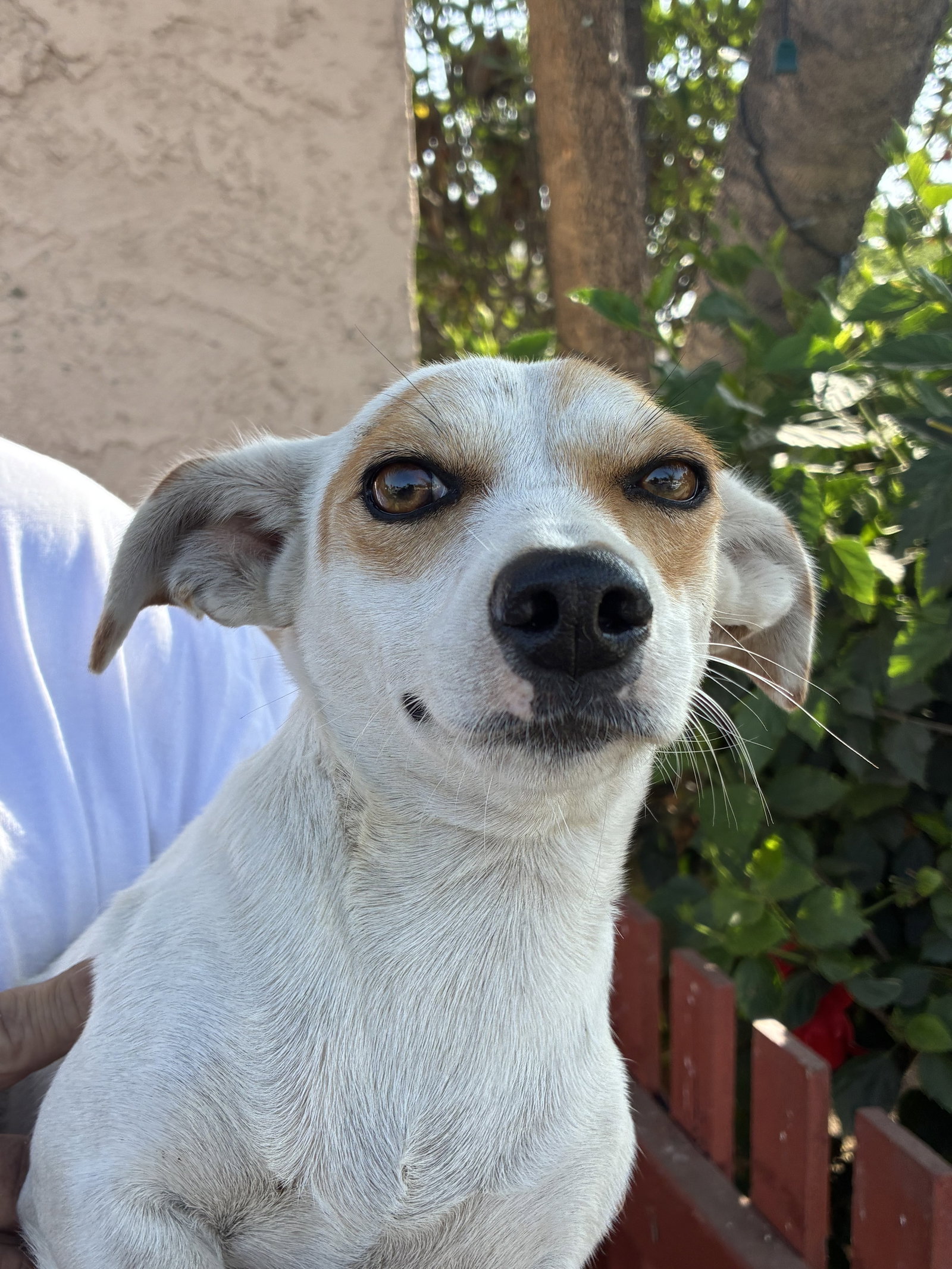 Lola, Chihuahua