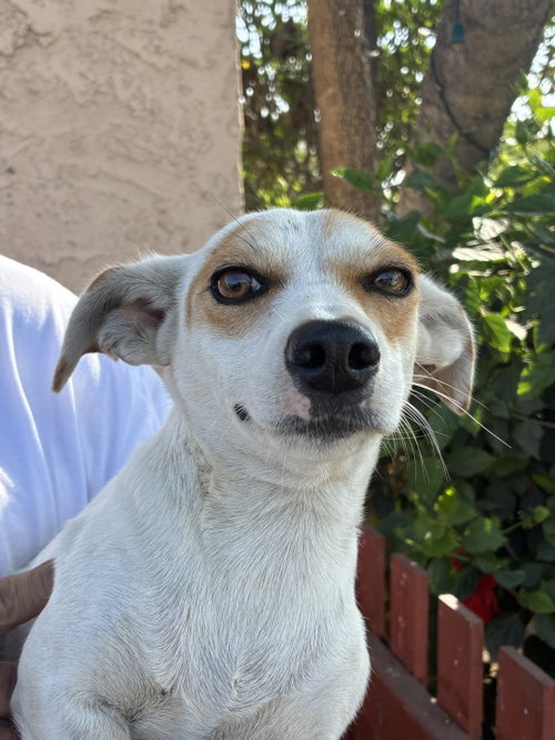 LOLA, a dog for adoption from West Los Angeles Animal Care and Control Center