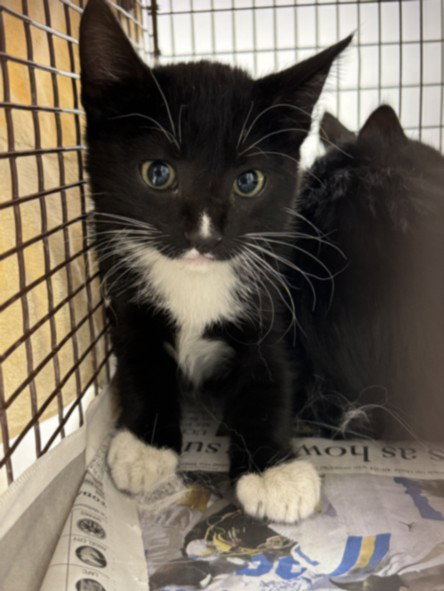 Mercury, Domestic Short Hair