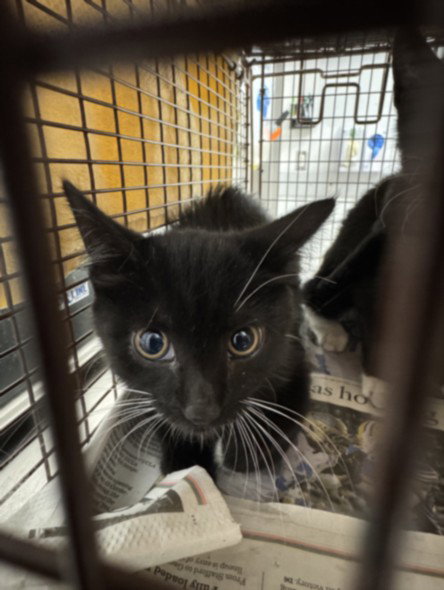 Mouse, Domestic Short Hair
