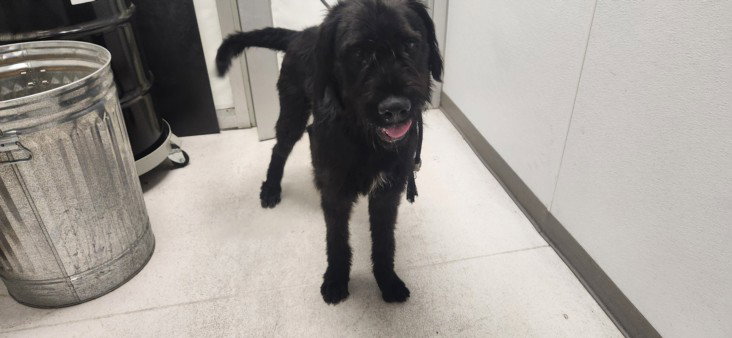 Tugboat, Irish Wolfhound