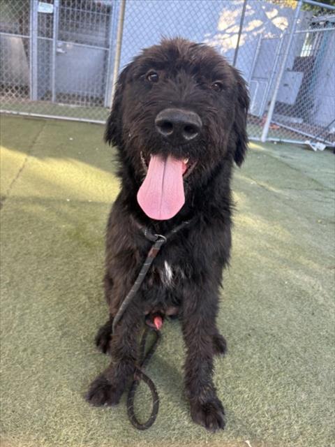 TUGBOAT, a dog for adoption from West Los Angeles Animal Care and Control Center
