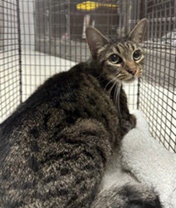 Ivy, Domestic Short Hair