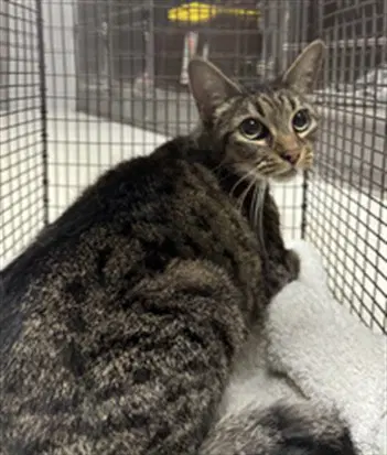 Ivy - Domestic Short Hair