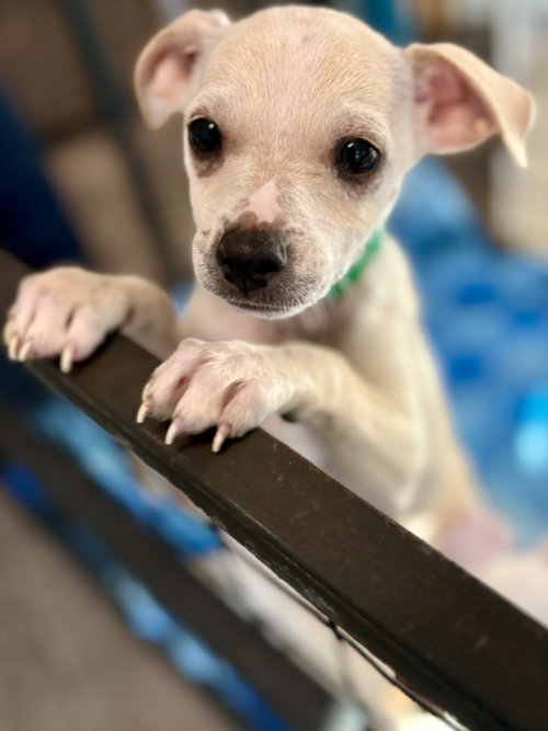 Mario, Chihuahua (medium coat)