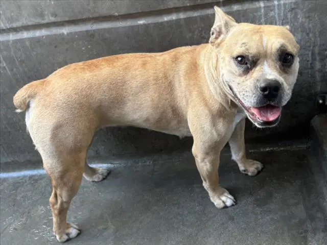Gia - Bulldog
