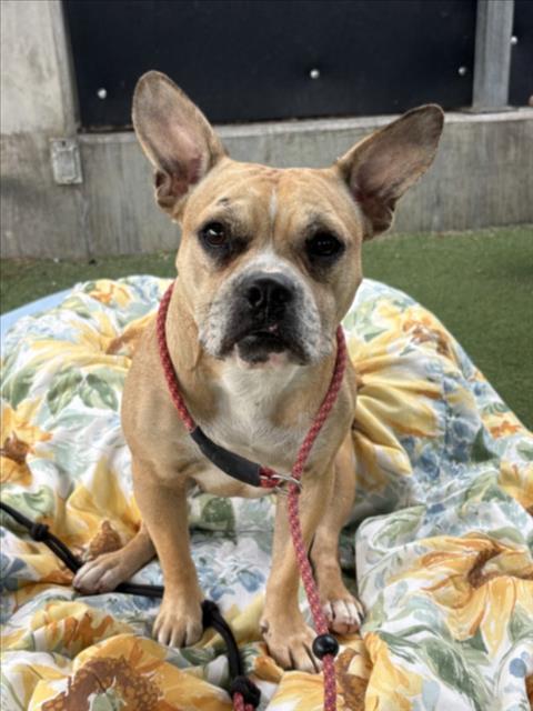 Gia, Bulldog / Mixed (medium coat)