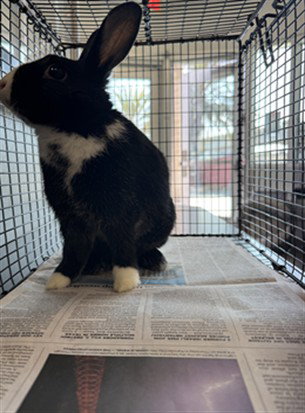 JACKIE, a rabbit for adoption from West Los Angeles Animal Care and Control Center