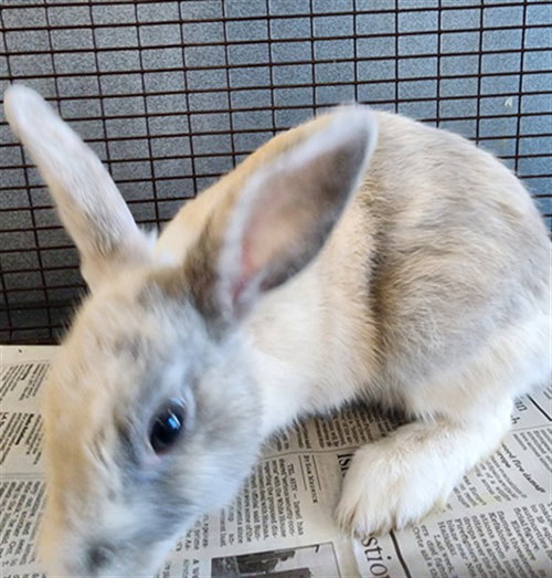 WAFFLES, a rabbit for adoption from West Los Angeles Animal Care and Control Center