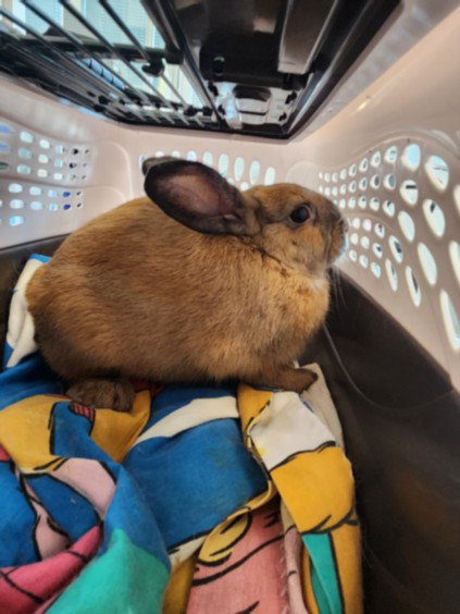 CINNABON, a rabbit for adoption from West Los Angeles Animal Care and Control Center