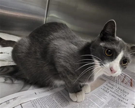 Julie - Domestic Short Hair