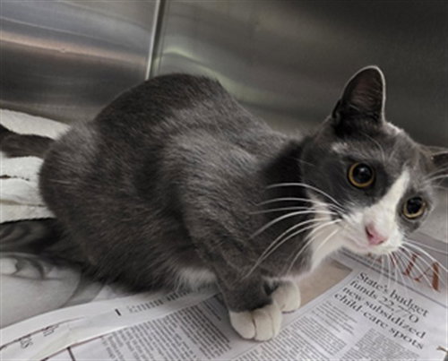 JULIE, a cat for adoption from West Los Angeles Animal Care and Control Center