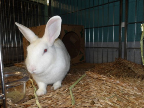 ABAGAIL, a rabbit for adoption from West Los Angeles Animal Care and Control Center