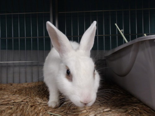 SANDRA, a rabbit for adoption from West Los Angeles Animal Care and Control Center