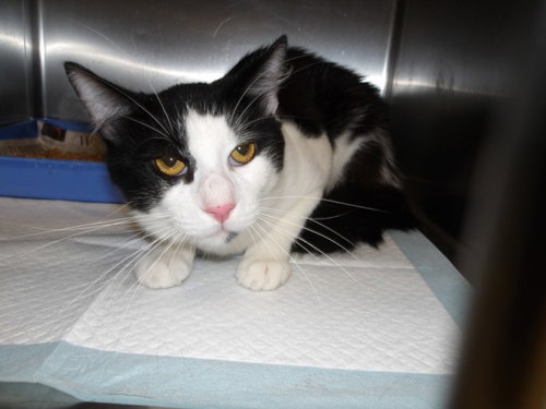 CAMILO, a cat for adoption from West Los Angeles Animal Care and Control Center