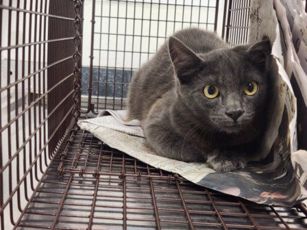 TURNIP, a cat for adoption from West Los Angeles Animal Care and Control Center