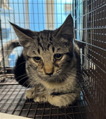 MINNIE, a cat for adoption from West Los Angeles Animal Care and Control Center