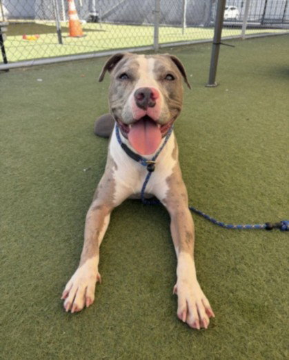 CHEVY, a dog for adoption from West Los Angeles Animal Care and Control Center