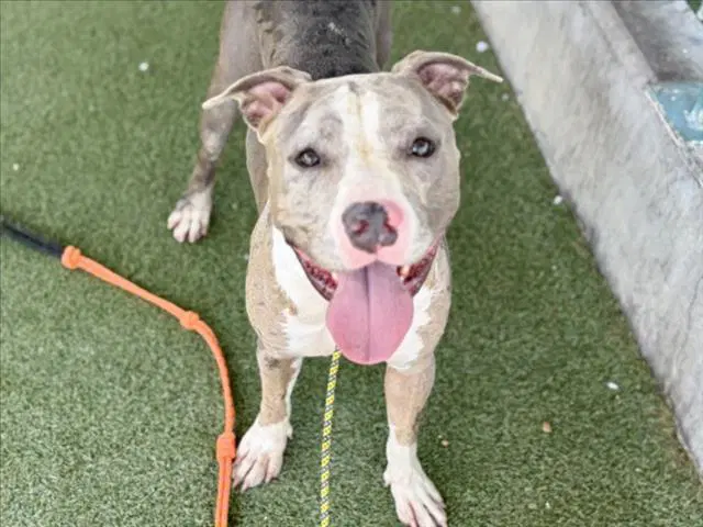 Chevy - Pit Bull Terrier
