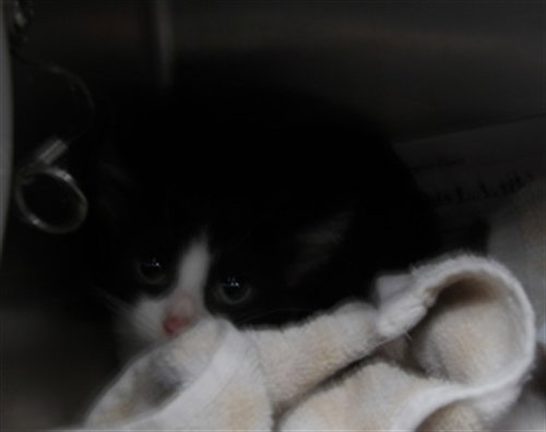 ANDI, a cat for adoption from West Los Angeles Animal Care and Control Center