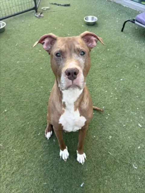 Benny - Pit Bull Terrier