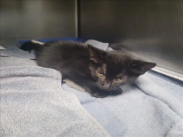 Sake - Domestic Short Hair