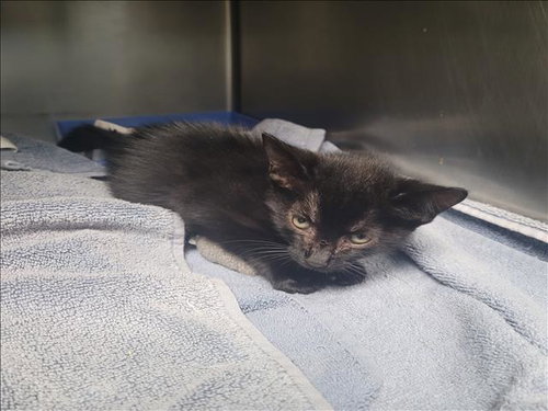 SAKE, a cat for adoption from West Los Angeles Animal Care and Control Center