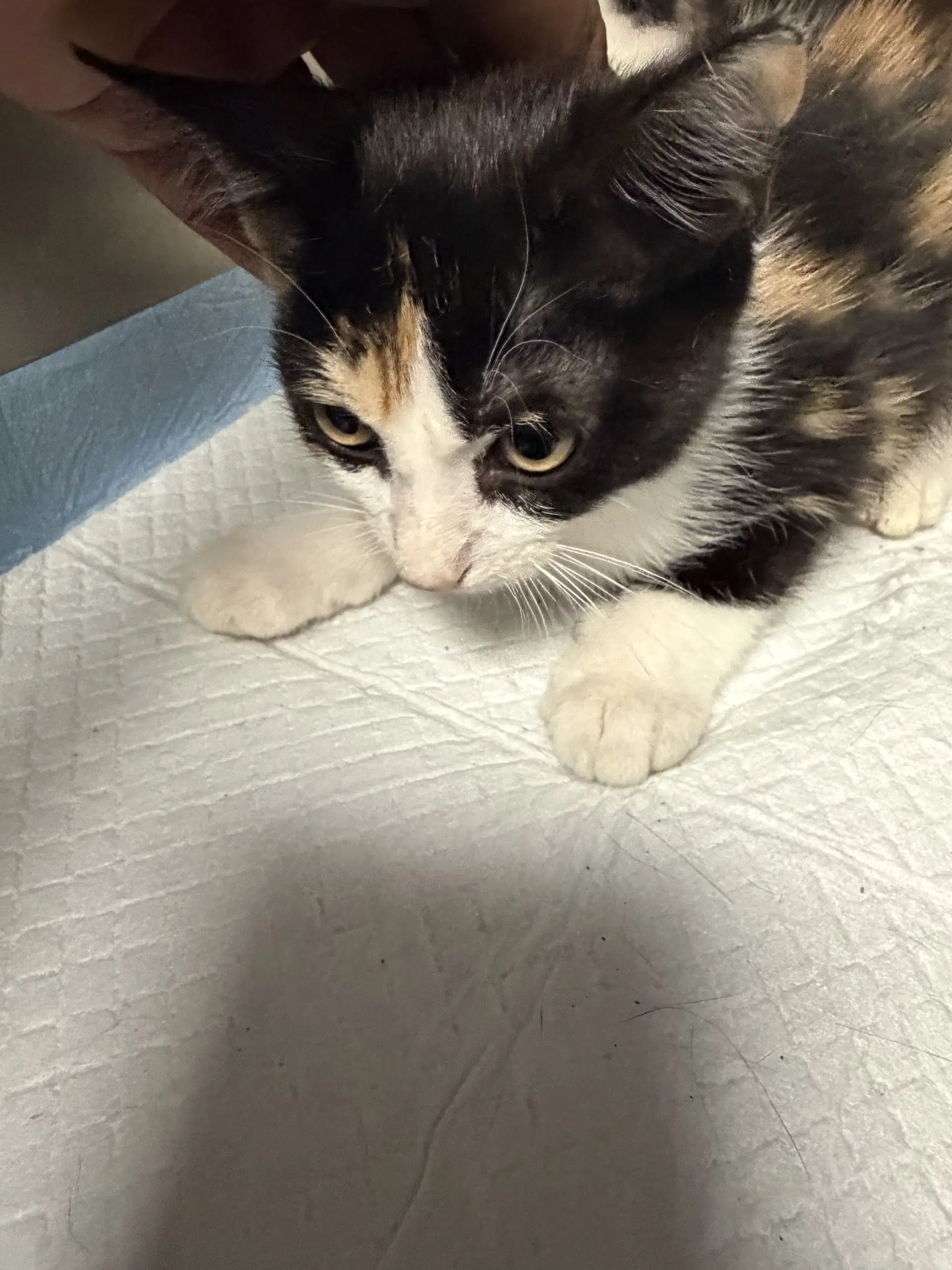 Lirio - Domestic Short Hair