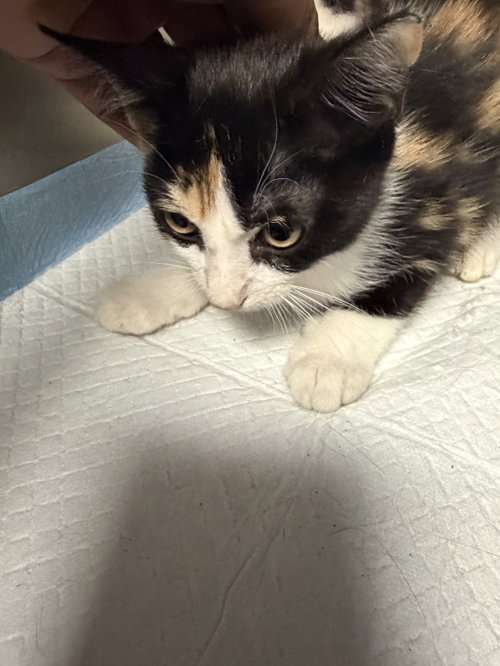 LIRIO, a cat for adoption from West Los Angeles Animal Care and Control Center