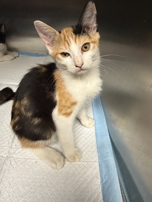 TULIP, a cat for adoption from West Los Angeles Animal Care and Control Center