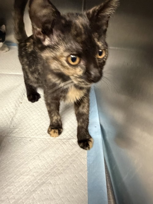 ROSE, a cat for adoption from West Los Angeles Animal Care and Control Center