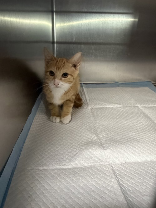 TURQUOISE, a cat for adoption from West Los Angeles Animal Care and Control Center