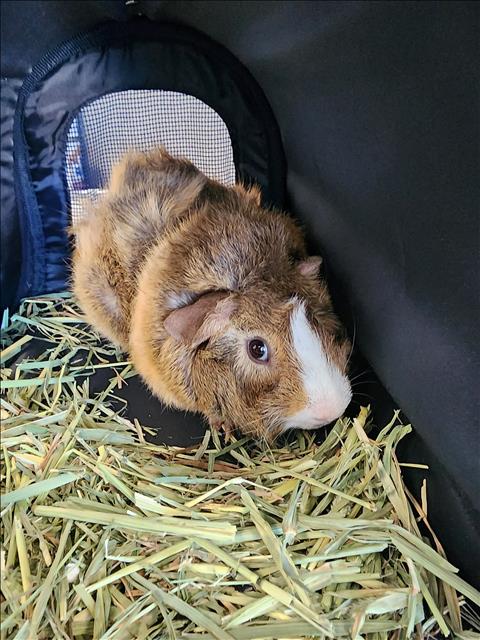 CHABU, a guinea pig for adoption from West Los Angeles Animal Care and Control Center