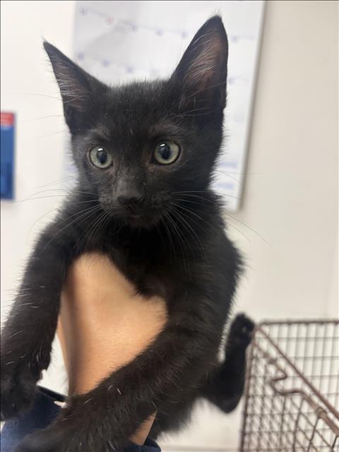 PHIL, a cat for adoption from West Los Angeles Animal Care and Control Center