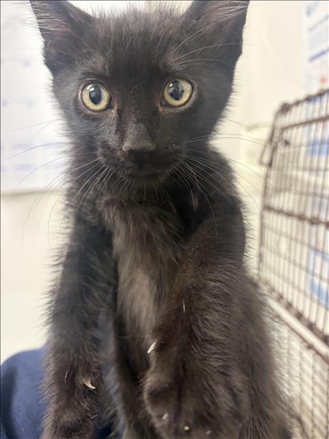 LIL DEVILLE, a cat for adoption from West Los Angeles Animal Care and Control Center