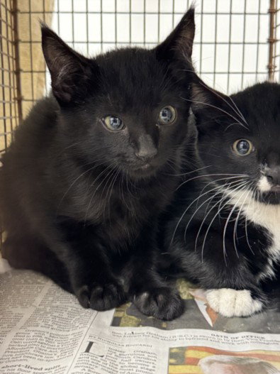 MALCOLM, a cat for adoption from West Los Angeles Animal Care and Control Center