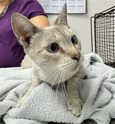 Jane - Domestic Short Hair
