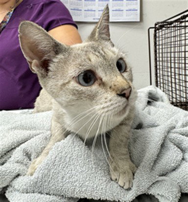 JANE, a cat for adoption from West Los Angeles Animal Care and Control Center