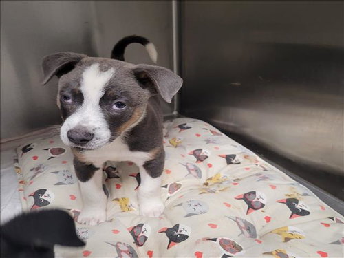 DOJO, a dog for adoption from West Los Angeles Animal Care and Control Center