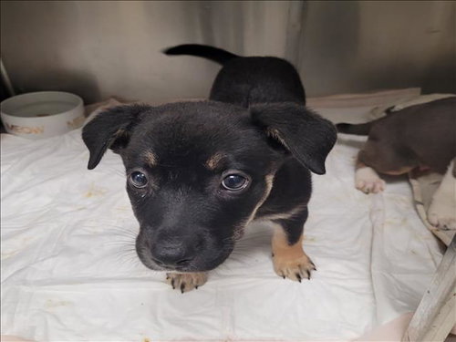 BINTA, a dog for adoption from West Los Angeles Animal Care and Control Center